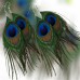 Peacock Feather Earrings